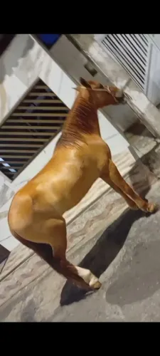 Cavalo , ótimo andamento
