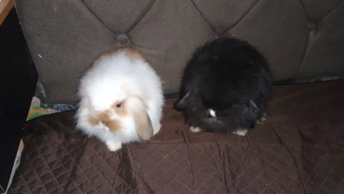 Coelhos Mine fuzzy lop casal (filhotes)