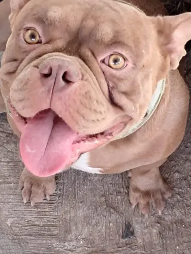 Cachorro