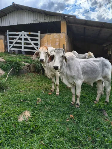Venda de gado BRAMHAN