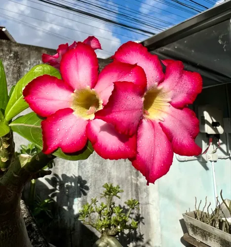 Rosa do deserto lindas e saudáveis