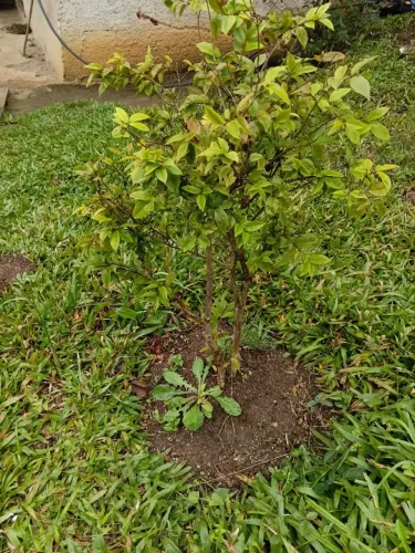 Pe de jabuticaba 4 anos de idade