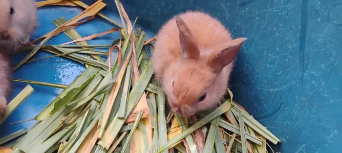 Coelhos lindos e fofinhos