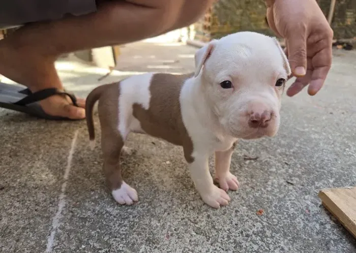 Filhote de pit bull