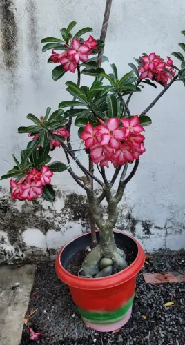 Rosa do deserto exótica. Fone: *
