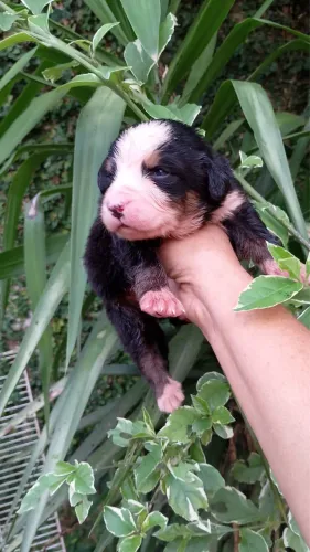Bernese-Acompanhamento e cuidados desde cedo