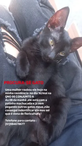 Gatinho a procura !estamos desesperados 