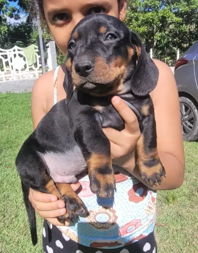 Filhote de Dachshund pelo curto macho