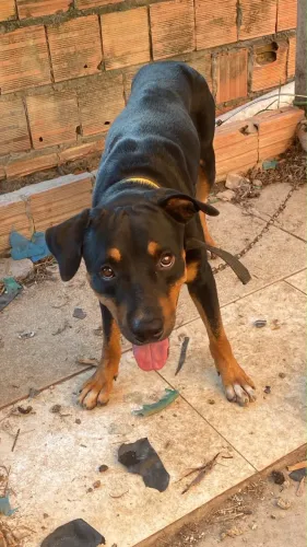 Doação de cachorro mestiço Rottweiler