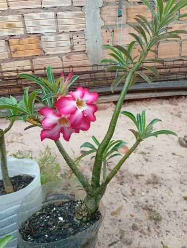 Rosa do deserto 