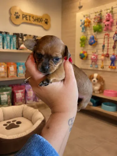 BBS DE PINSCHER ZERO.