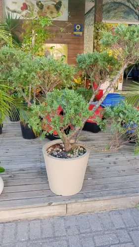 Planta bonsai