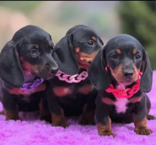 Basset teckel lindos filhotes