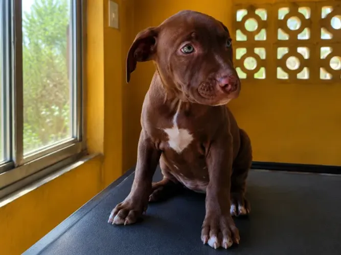 Filhote American Pit Bull Terrier - Femêa - 2 Meses