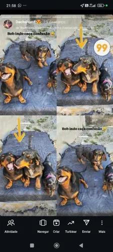 Dachshund arlequim com pedigree 