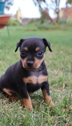 Pinscher - Filhotes à Venda com Atendimento Presencial