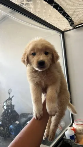 Filhote Golden Retriever, Leve para casa uma explosão de carinho e felicidade!