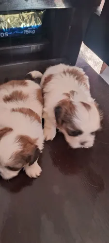Filhotes da raça  shih tzu disponível 
