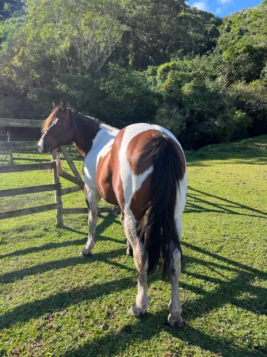Cobertura cavalo garanhão paint horse