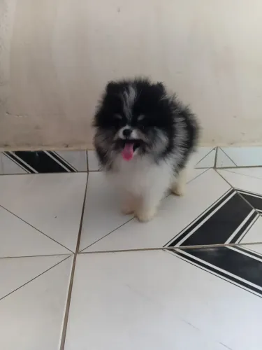 Lulu da pomerania anão macho particolor 