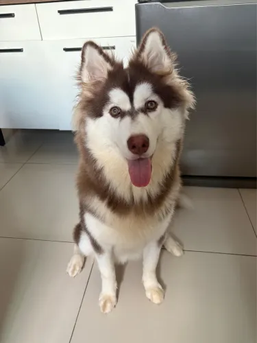 ? Vende-se Husky Siberiano legítimo