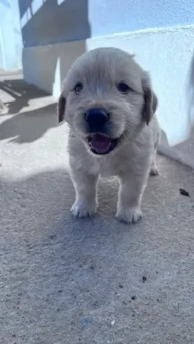 Filhote de cachorro golden retriever super dócil e pronto para o lar