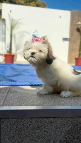 Shih Tzu brincalhão