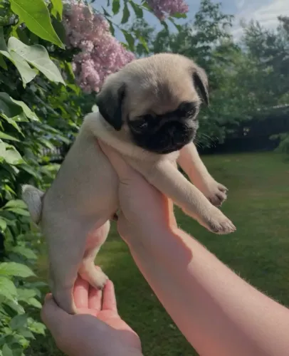 Pug Cachorros disponíveis para retirada hoje