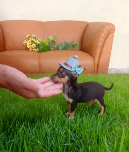 Pinscher Zero Filhote Saudável