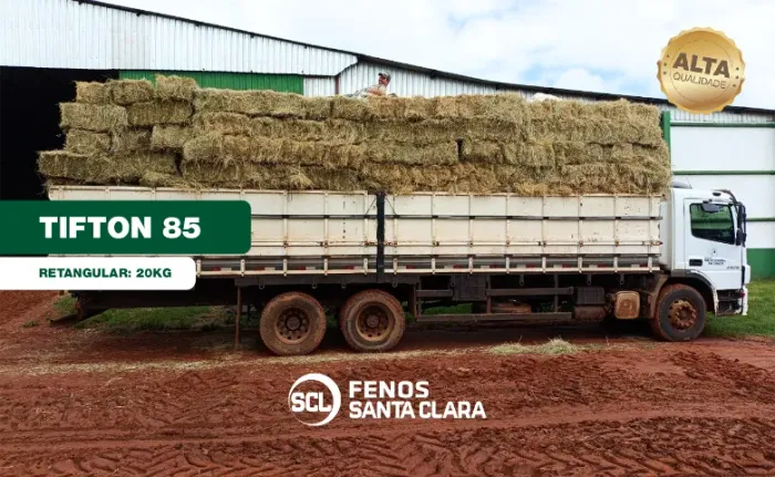Feno Tifton 85 Tipo B 20kg | Terenos-MS