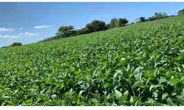 Sítio à venda com 38,60 alqueires, Rosario do Ivai - PR