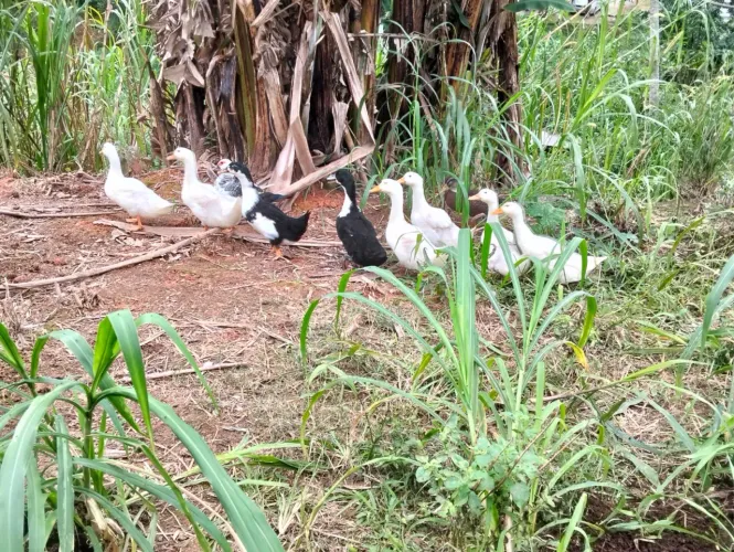 Vendo 9 marrecos (entre machos e fêmeas) e 2casal de patos 
