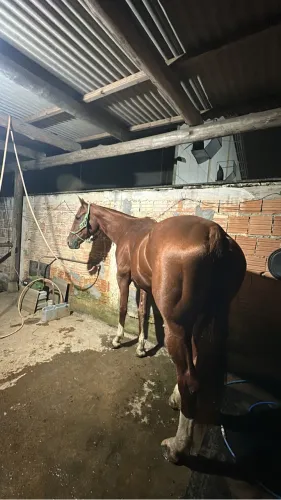 Égua Quarto de milha