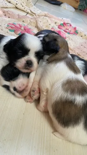 Filhote shih tzu disponível para venda raça pura