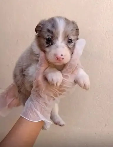 ? Border Collie | Filhotes de Excelente Temperamento
