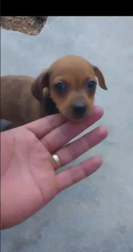 Pinscher merle 