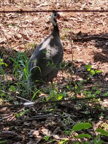 Vendo ovo de galinha-d'angola