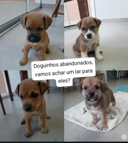 Filhotinhos fofos para adoção - abandonados em uma caixa.