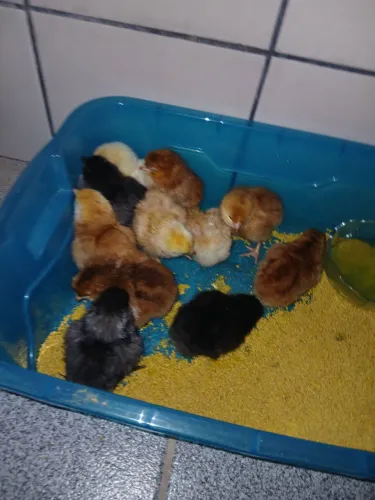 Pintos de galinha poederia