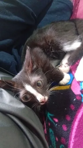 Gato preto e branco macho 4 meses 
