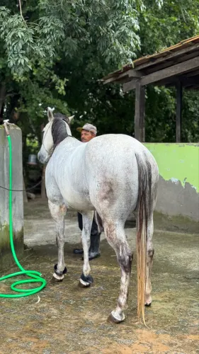 Cavalo de Direita