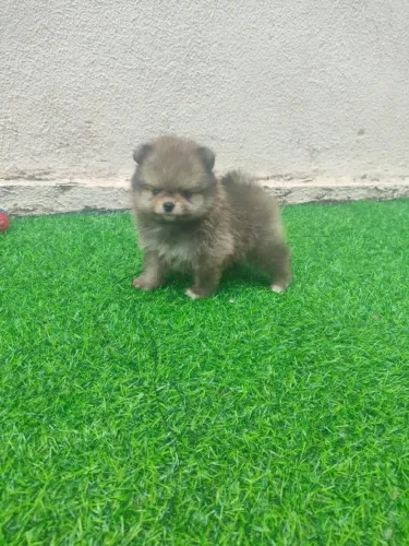 Pomerania