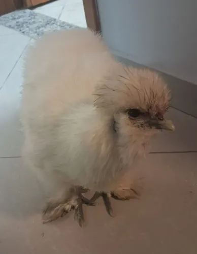 Galinha Sedosa do Japão