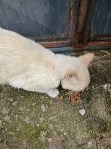 Adocao de gato urgente 