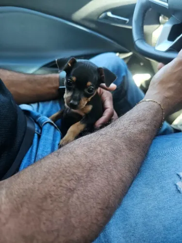 Filhotinhos Pinscher/Pincher Compactos Macho e Fêmea com Garantias SP