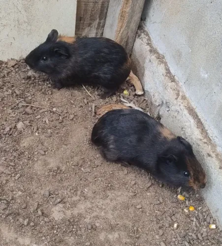 Vendo porquinho da índia macho