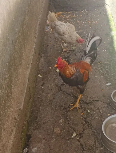 Galo Carijó
