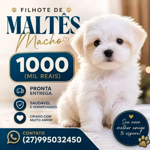 Filhote de maltês macho 