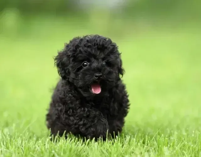 Filhotes de poodle + shih tzu