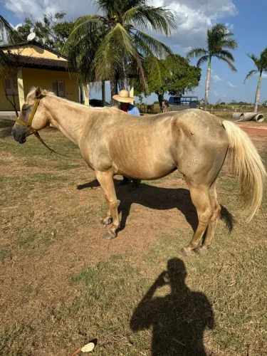 Égua quarto de milha P.O, Destiny Steel x Alamitos Lad